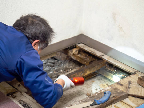 Best Mold Damage Repair  in Cypress Landing, NC
