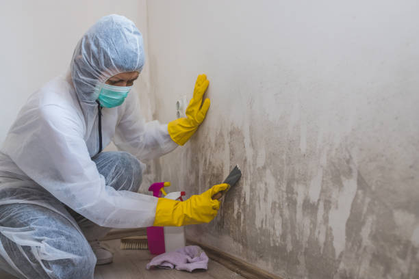 Best Black Mold Removal  in Cypress Landing, NC