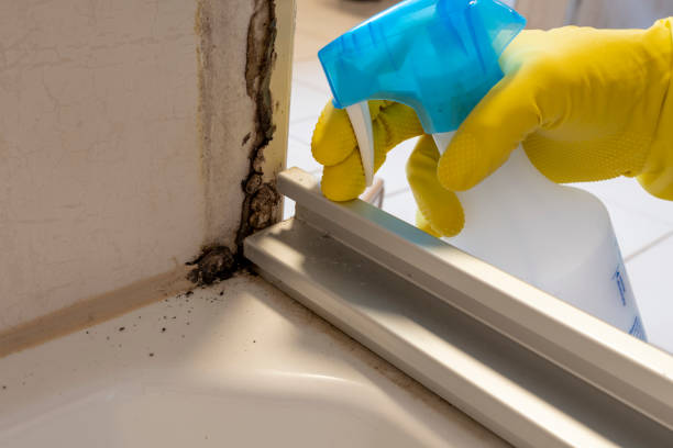Best Mold Removal Company Near Me  in Cypress Landing, NC