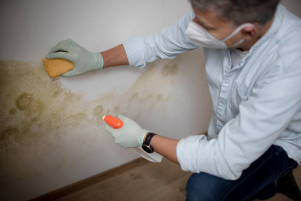 Best Local Mold Removal Service  in Cypress Landing, NC