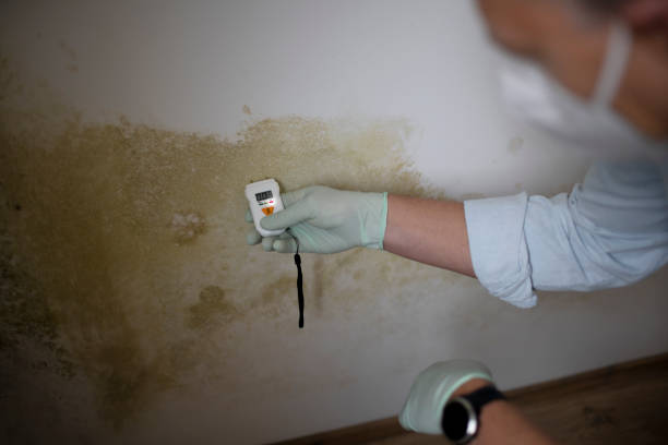 Mold Testing and Removal in Cypress Landing, NC