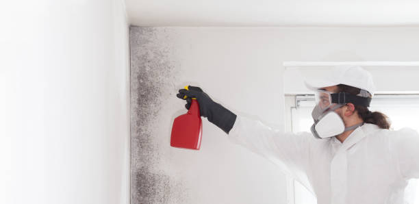 Best Home Mold Removal  in Cypress Landing, NC