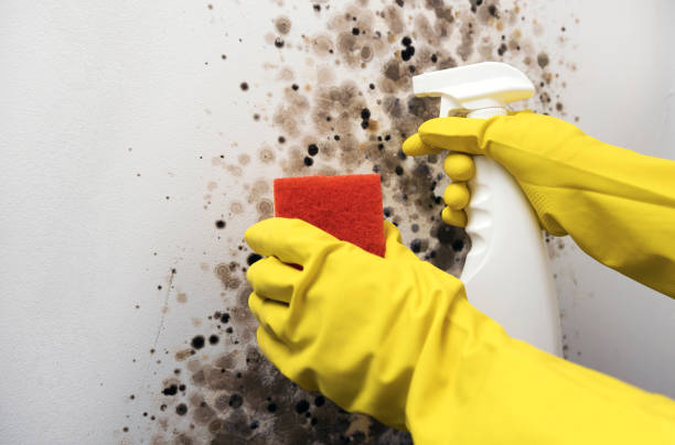Best Emergency Mold Removal  in Cypress Landing, NC