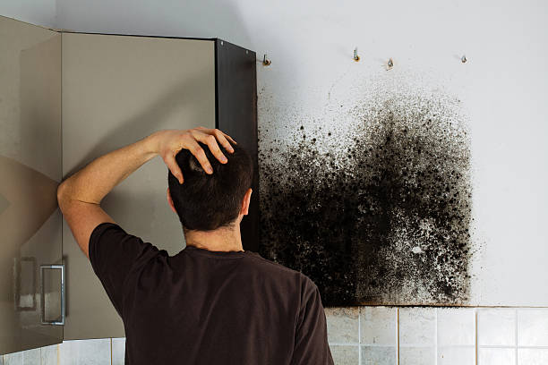 Best Commercial Mold Removal  in Cypress Landing, NC