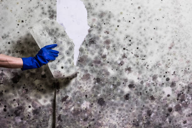 Best Black Mold Removal  in Cypress Landing, NC