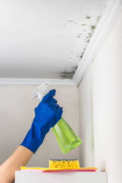 Best Home Mold Removal  in Cypress Landing, NC