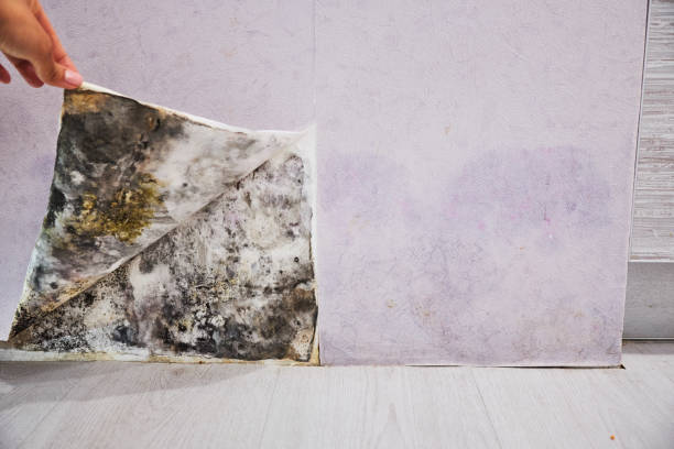 Best Mold Testing and Removal  in Cypress Landing, NC